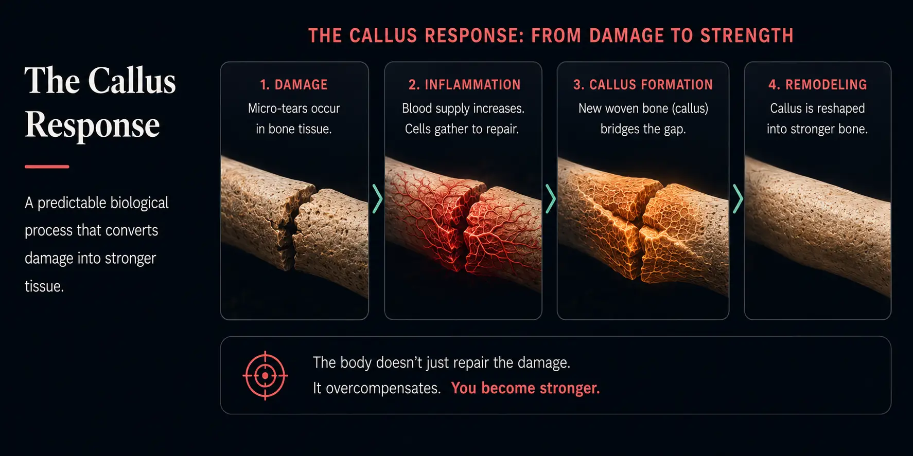 The callus response: bone moves through four stages — damage, inflammation, callus formation, and remodeling. The body does not merely repair the damage; it overcompensates, returning stronger than before.