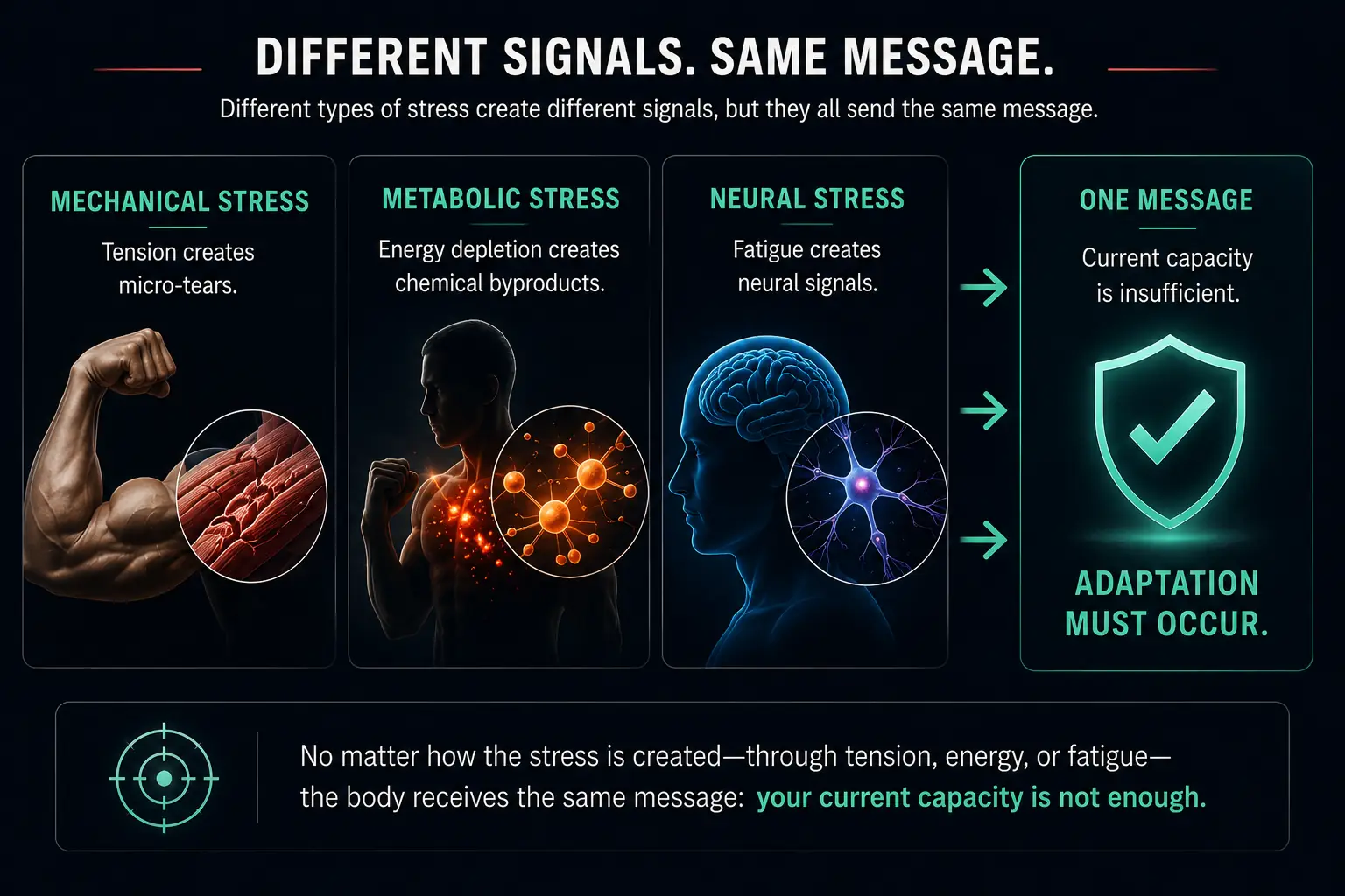 Different signals, same message: mechanical, metabolic, and neural stress each arise differently, but all converge on one instruction — current capacity is not enough, so adaptation must occur.