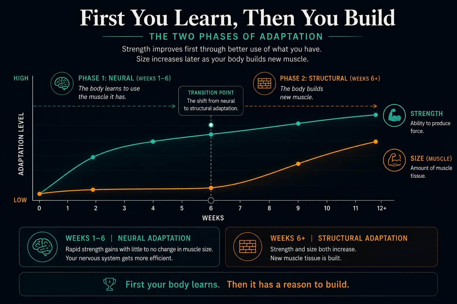 First you learn, then you build: the two phases of adaptation. In weeks 1–6, strength rises sharply through neural efficiency while muscle size stays nearly flat. Around week six, at the transition point, the body shifts to structural change and size begins to climb alongside strength.