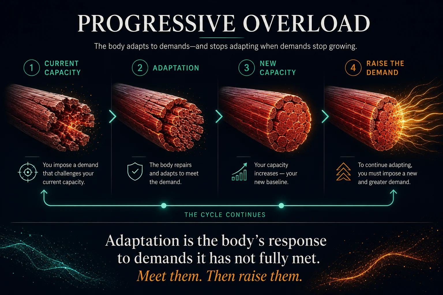 Progressive overload: you impose a demand that challenges current capacity, the body adapts to meet it, your capacity becomes the new baseline — then you raise the demand again. The cycle continues. Adaptation is the body's response to demands it has not fully met.