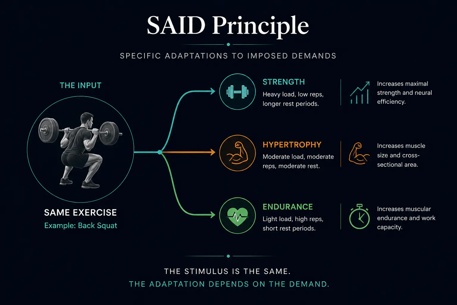 SAID Principle: the same exercise produces three entirely different adaptations depending on how it is trained — strength, hypertrophy, or endurance.