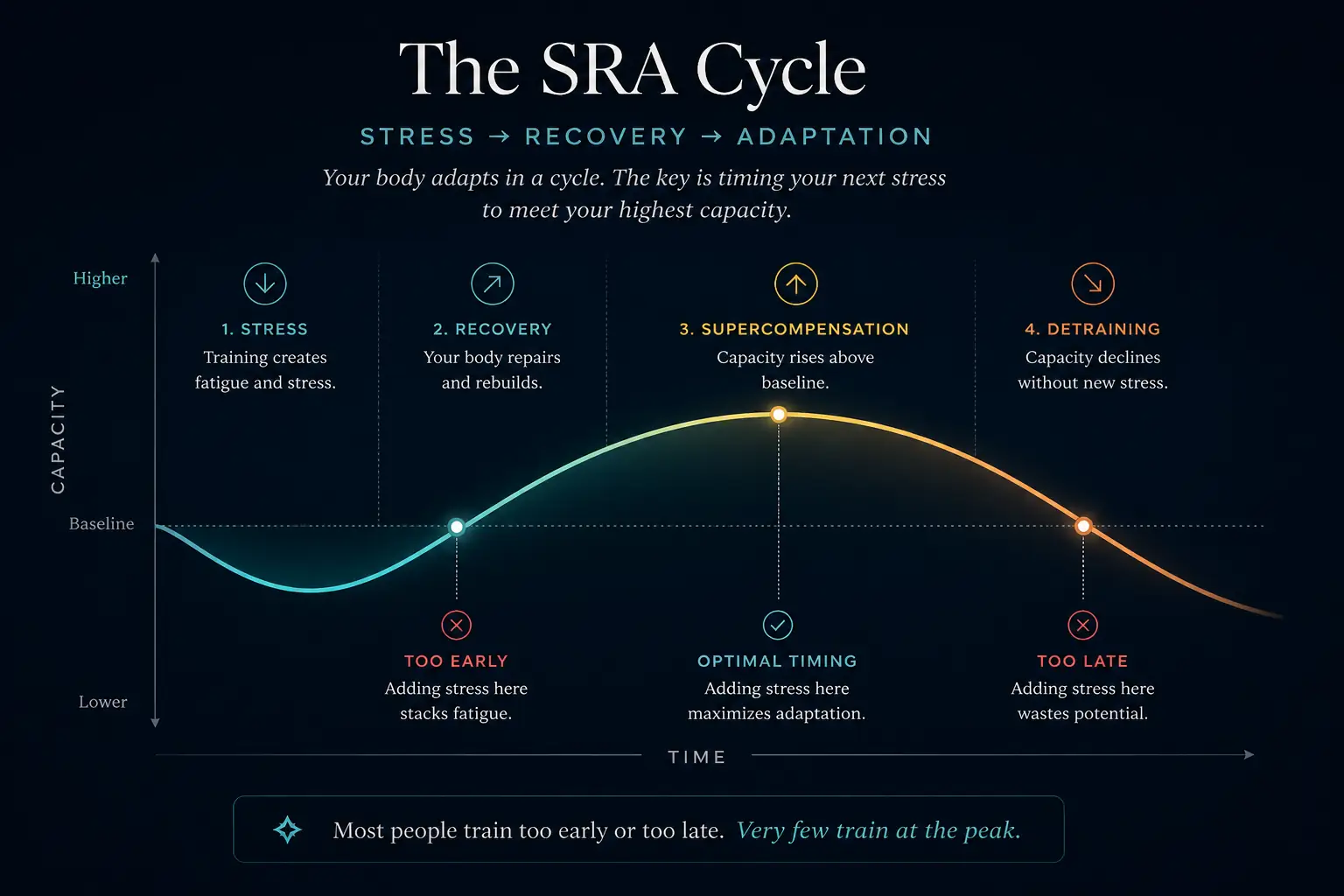 The SRA Cycle: Stress, Recovery, Supercompensation, and Detraining — with optimal training timing marked at the peak.