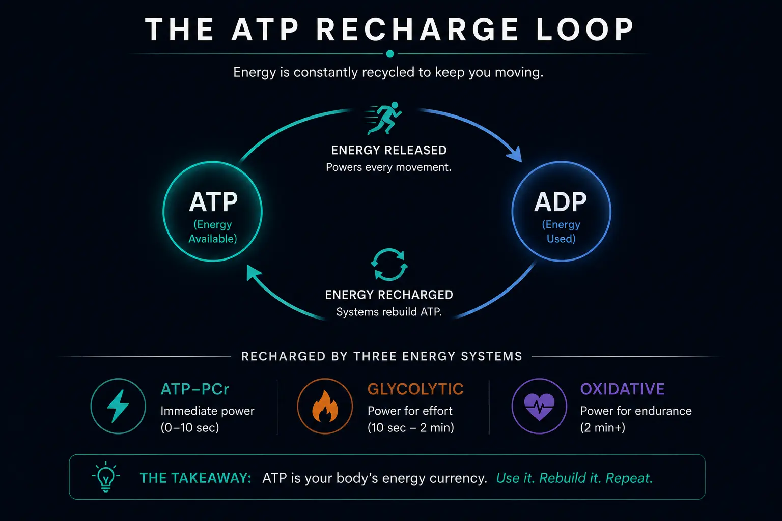 The ATP recharge loop: ATP (energy available) releases energy to power every movement, becoming ADP (energy used). The three energy systems continuously recharge ADP back to ATP — ATP-PCr for immediate power (0–10 seconds), Glycolytic for effort (10 seconds to 2 minutes), and Oxidative for endurance (2 minutes and beyond). The takeaway: ATP is your body's energy currency — use it, rebuild it, repeat.