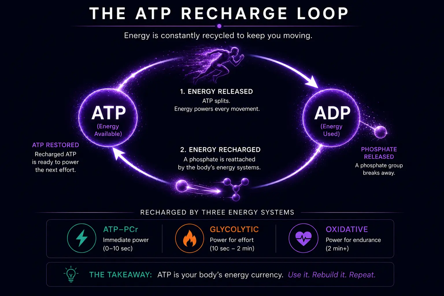 The ATP recharge loop: ATP (energy available) releases energy by losing a phosphate group and becoming ADP (energy used) — step 1, energy released, as ATP splits and powers movement. To keep moving, the body must rebuild ATP — step 2, energy recharged, as a phosphate is reattached by the body's energy systems, restoring ATP ready to power the next effort. This perpetual cycle is sustained by three energy systems: ATP-PCr for immediate power (0–10 seconds), Glycolytic for hard effort (10 seconds to 2 minutes), and Oxidative for endurance (2 minutes and beyond). The takeaway: ATP is your body's energy currency — use it, rebuild it, repeat.