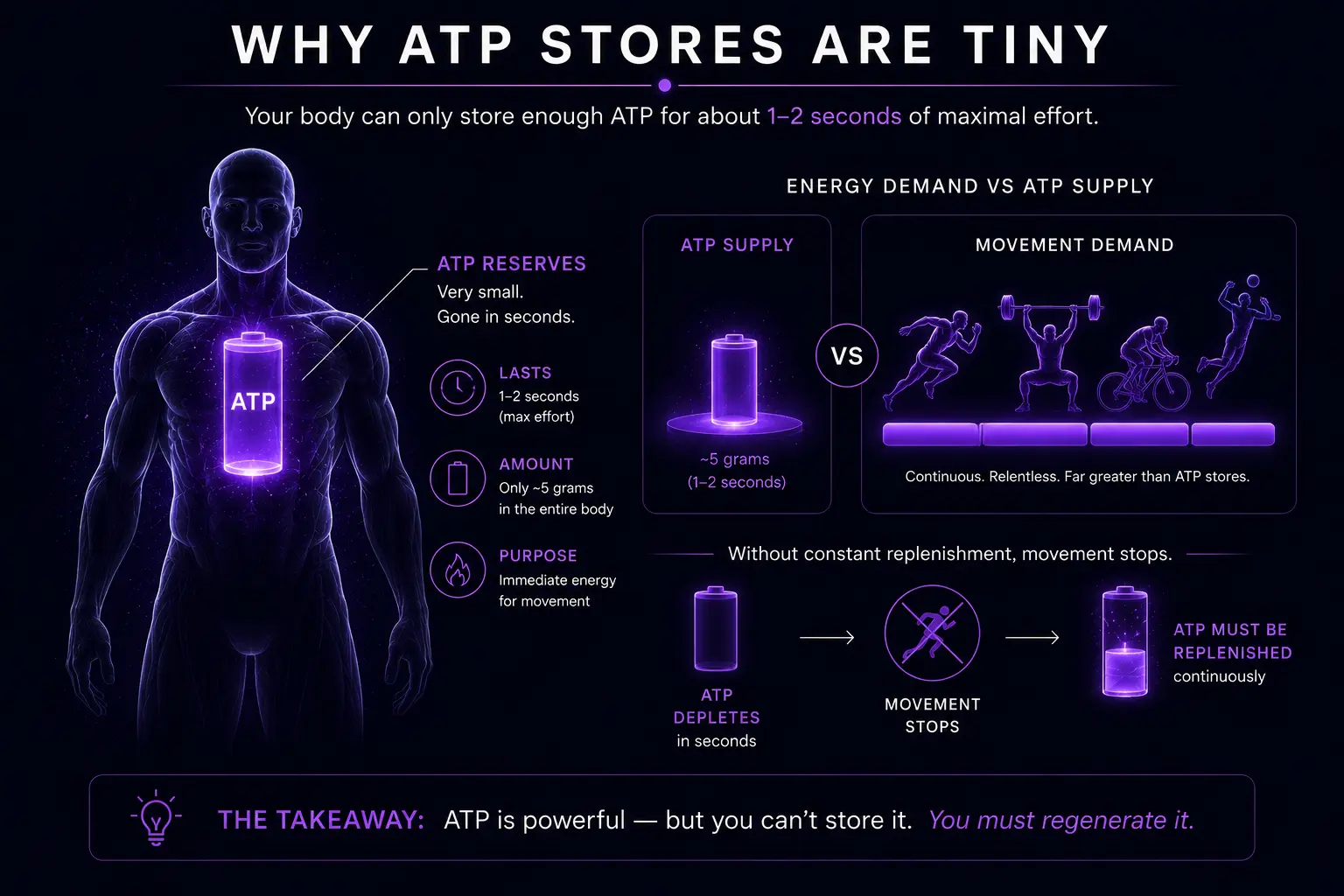 Why ATP stores are tiny: the body can store only enough ATP for about one to two seconds of maximal effort — roughly 5 grams in the entire body. The figure contrasts this tiny ATP supply against the relentless, continuous demand of movement (sprinting, lifting, cycling, jumping), which far exceeds stored ATP. When ATP depletes in seconds, movement stops — so ATP must be replenished continuously. The takeaway: ATP is powerful, but you can't store it. You must regenerate it.