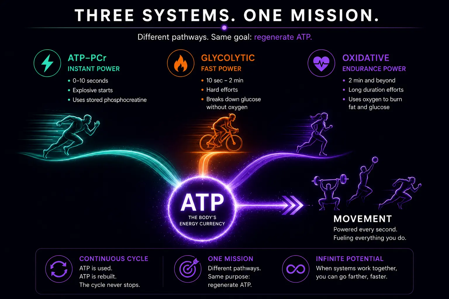 Three systems, one mission: the ATP-PCr, Glycolytic, and Oxidative systems work through different pathways but share a single goal — regenerate ATP. ATP-PCr is the instant system (immediate power, 0–10 seconds, using stored phosphocreatine, which donates a phosphate to ADP to instantly restore ATP). Glycolytic is the fast system (power for hard effort, 10 seconds to 2 minutes, breaking down glucose without oxygen). Oxidative is the endurance system (power for long duration, 2 minutes and beyond, using oxygen to burn fat and glucose efficiently in the mitochondria). All three constantly replenish ATP, which is never stored in meaningful amounts. The mission is always the same — keep you moving, no matter the intensity, duration, or sport. The takeaway: three systems, different strengths, one purpose — regenerate ATP.