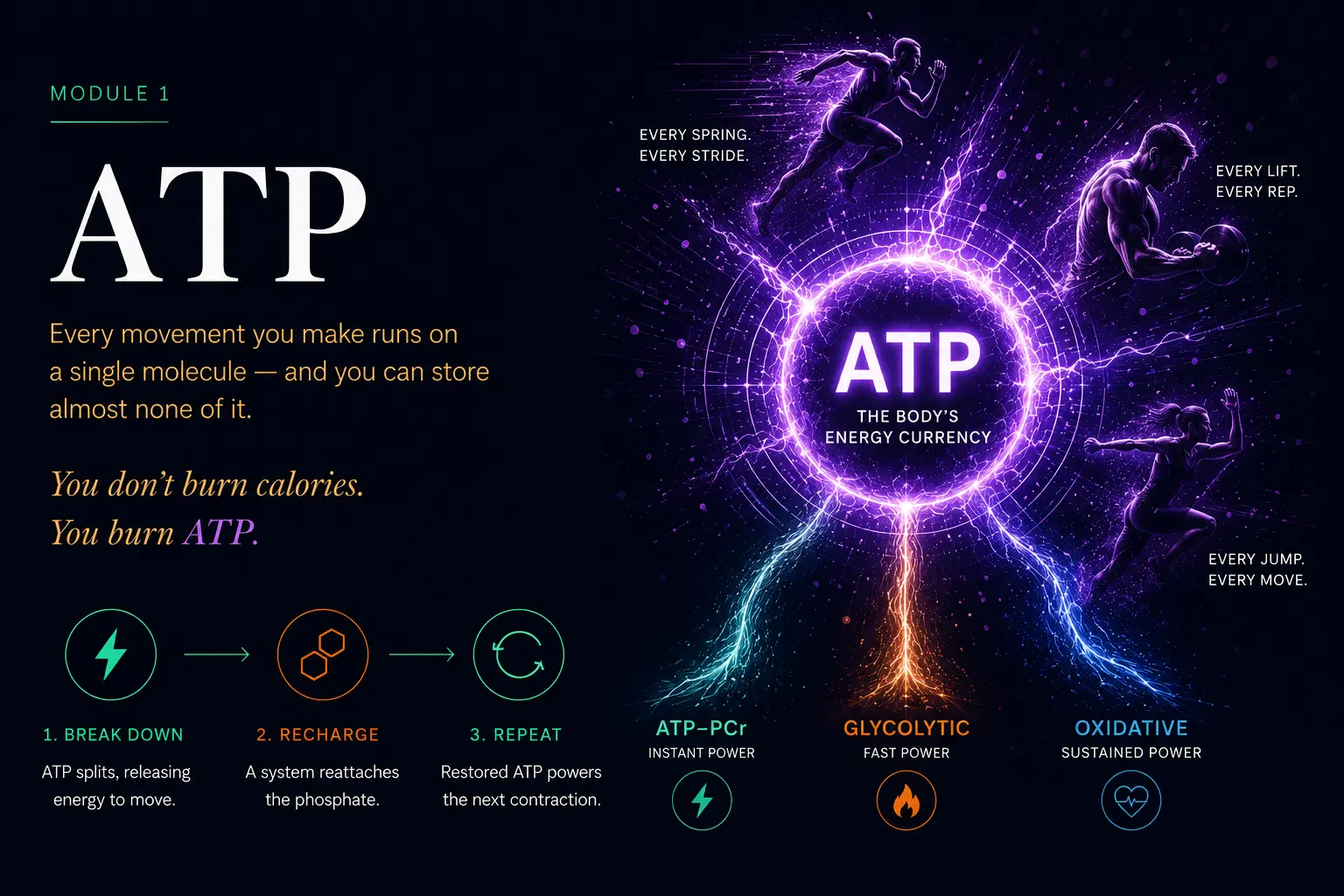 Module 1 — ATP: The Body's Energy Currency. Every movement you make runs on a single molecule, and you can store almost none of it. You don't burn calories — you burn ATP. A luminous violet ATP core sits at the centre, powering a sprinter, a lifter, and a jumper, with the three energy systems branching from it: ATP-PCr (instant power), Glycolytic (fast power), and Oxidative (sustained power). Three steps: 1. Break down — ATP splits, releasing energy to move; 2. Recharge — a system reattaches the phosphate; 3. Repeat — restored ATP powers the next contraction.